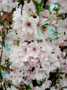 Allet 04 Lentebloesem